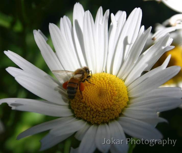Garden 009.jpg - Bee on Shasta daisy (in our front yard)